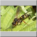 Argogorytes mystaceus - Ragwurz-Zikadenwespe 05a.jpg